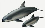 0212081215 vaquita marina 2 thl