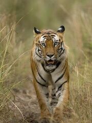 2901090458 tigre bengala 3 thl.jpg