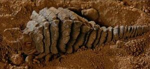 Ceti Eel