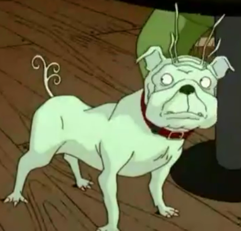 Frank the pug