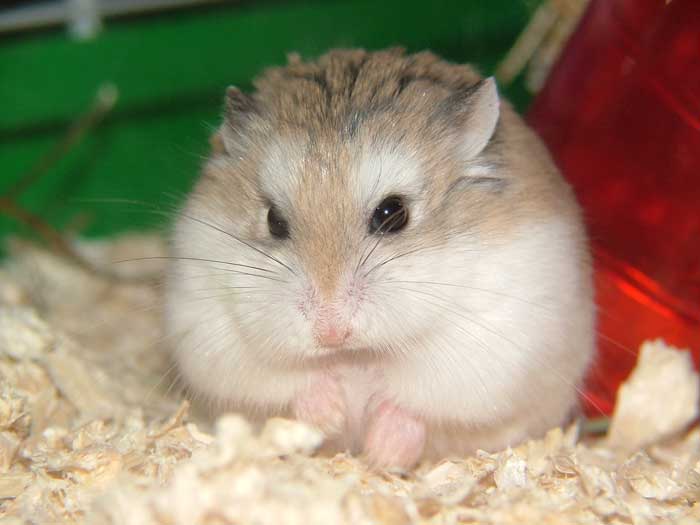 hamster needs hamster needs