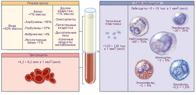 Картинки по запросу состав и функции крови