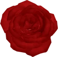 Huge Rose