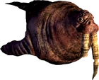 Walrus