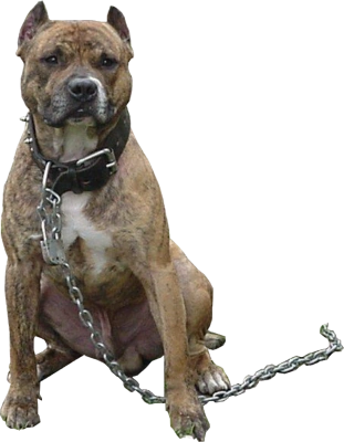 Image - Pitbull-psd14592.png | Animal Jam Clans Wiki | Fandom powered