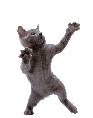 Image result for Images cat dancing