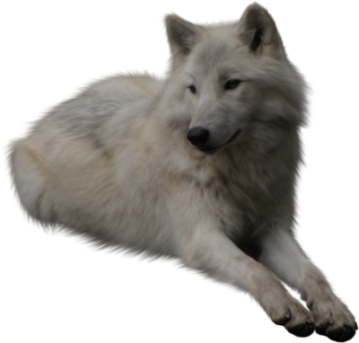 Image - WhIte-woLf-psd89446.png | Animal Jam Clans Wiki | Fandom