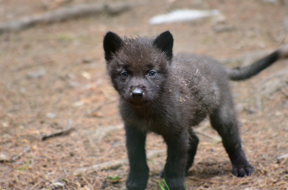 http://vignette3.wikia.nocookie.net/animal-jam-clans-1/images/e/e4/Black-Wolf-Cub.jpg/revision/latest?cb=20160821041332