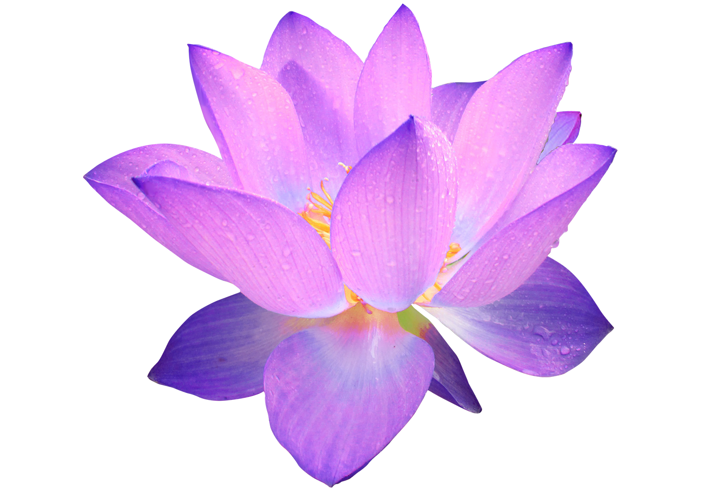 flat buddhist singles Browse photo profiles & contact who are buddhist, religion on australia's #1 singles site rsvp free to browse & join. flat buddhist singles Browse photo profiles & contact who are buddhist, religion on australia's #1 singles site rsvp free to browse & join.