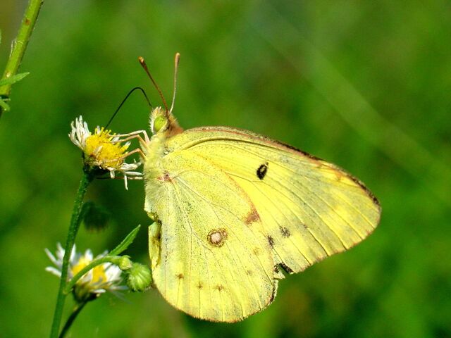 File:Real yellow butterfly.jpg