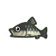 animal crossing new leaf fish price