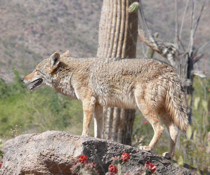 Coyote | Animal Database | Fandom powered by Wikia