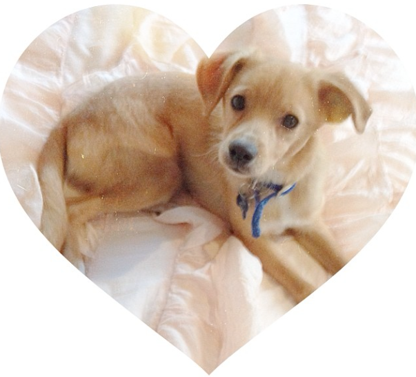 Toulouse Ariana Grande Wiki FANDOM powered by Wikia