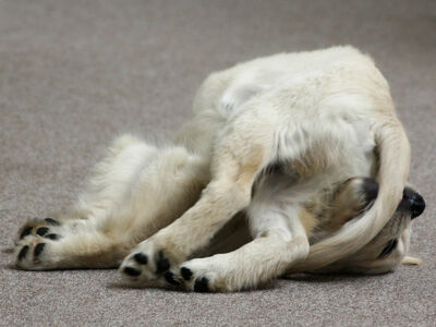 Young Golden Retriever dog lying half on its side with its tail between its teeth.