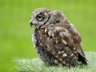 Bedraggled looking juvenile little owl.