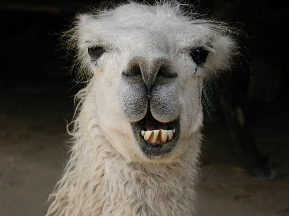 image smiling llama header jpg austin ally wiki fandom powered by wikia image smiling llama header jpg austin ally wiki fandom powered by wikia