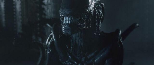 File:Normal avpbluray331.jpg