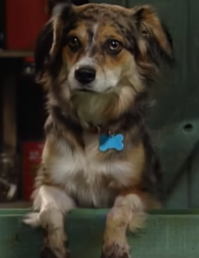 barney puppy bingo barney wiki fandom powered by wikia barney puppy bingo barney wiki fandom powered by wikia