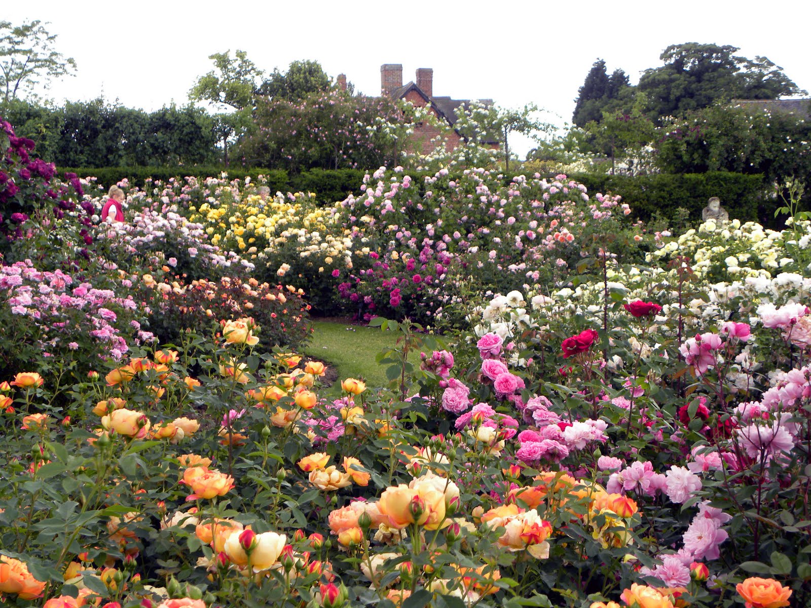 rose garden