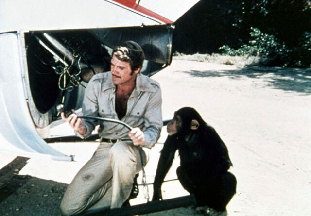 File:Steve chimp.jpg