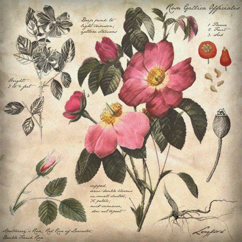 File:Botanical Illustration.png