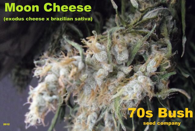 File:Moon Cheese Ice Storm.jpg