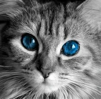 Gracesoul.jpg (17 KB) Gracesoul