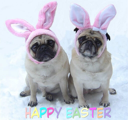 File:Cute-Pug-Easter-Bunnies-pugs-33876422-709-664.jpg