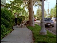 PaigeDogWalker