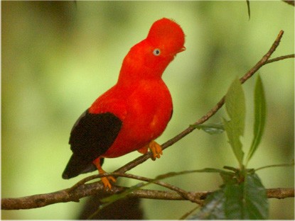 Gallito.jpg