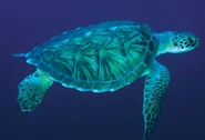 Sea-turtle-2