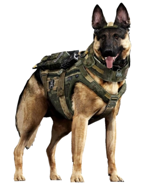Riley (perro) | Call of Duty Wiki | FANDOM powered by Wikia