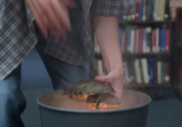 File:Turtle on fire.jpg