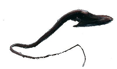 Gulper eel | Creatures of the Deep Wiki | FANDOM powered by Wikia