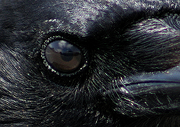Thecrowseesyou