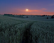 Moon over wheat fields