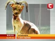 Чупакабра3.jpg
