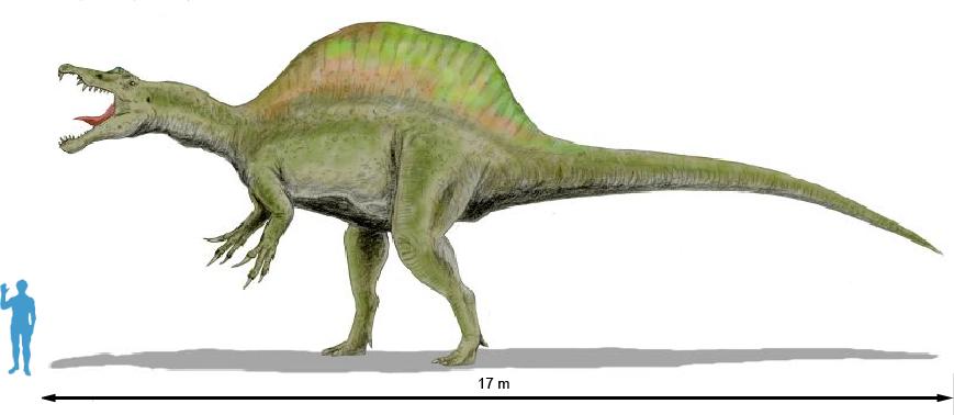 size of a spinosaurus
