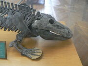 800px-Eryops megacephalus head side