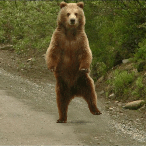http://vignette3.wikia.nocookie.net/degrassi/images/6/61/Break_dancing_bear.gif/revision/latest/scale-to-width-down/480?cb=20130811082514