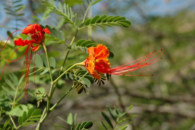 Datei:Blüten.jpg
