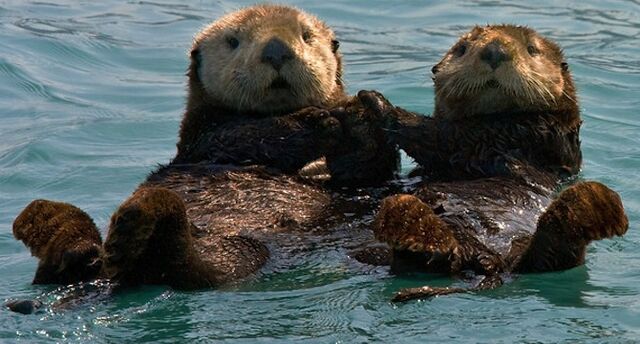 Datei:Otter Händchen.jpg