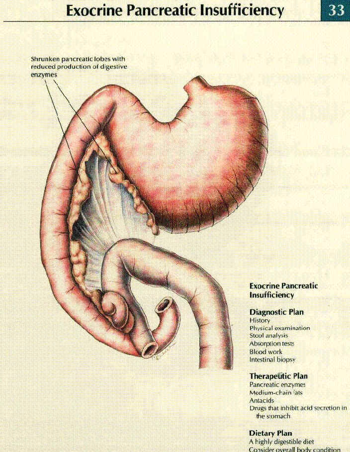 exocrine pancreatic insufficiency in dogs exocrine pancreatic insufficiency canine diabetes wiki fandom powered by wikia exocrine pancreatic insufficiency in dogs exocrine pancreatic insufficiency canine diabetes wiki fandom powered by wikia