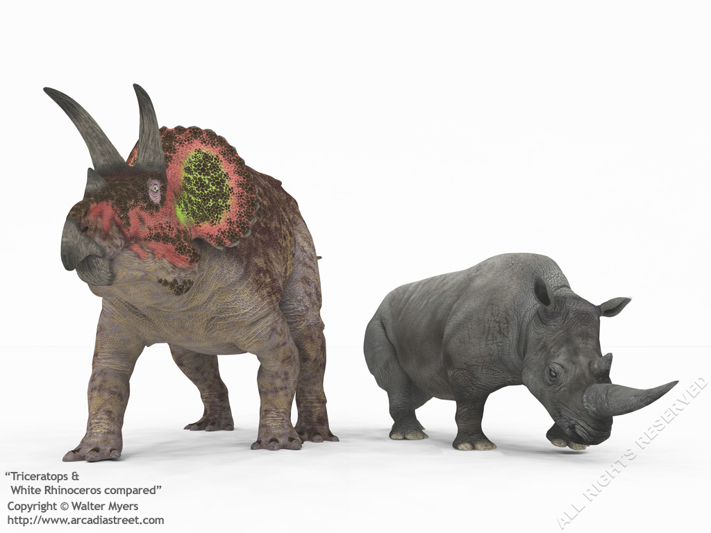 Image - Triceratops and rhino 1024.jpg | Dinosaur Wiki ... - 1024 x 768 jpeg 163kB