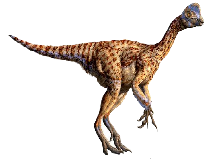Oviraptor  dinosaur wiki  fandom powered by wikia Oviraptor  dinosaur wiki  fandom powered by wikia