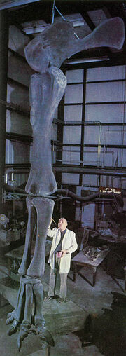 ultrasaurus fossil