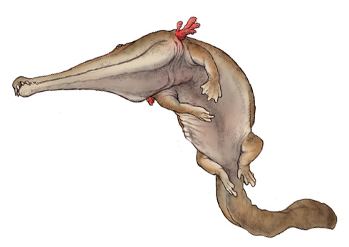 Prionosuchus | Dinopedia | Fandom powered by Wikia