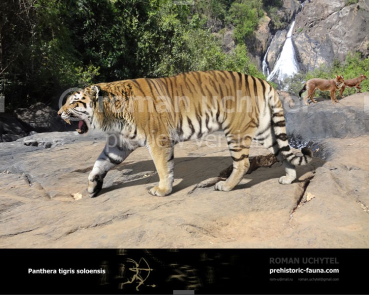Ngandong Tiger | Dinopedia | Fandom powered by Wikia