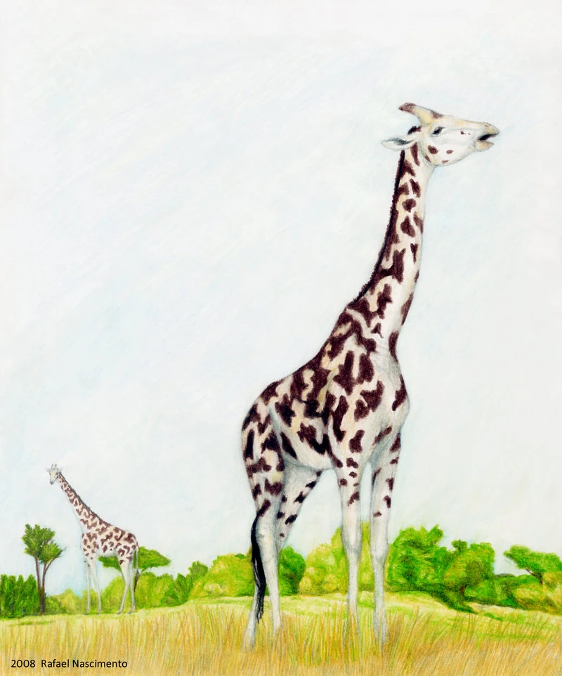 Giraffa jumae Dinopedia FANDOM powered by Wikia