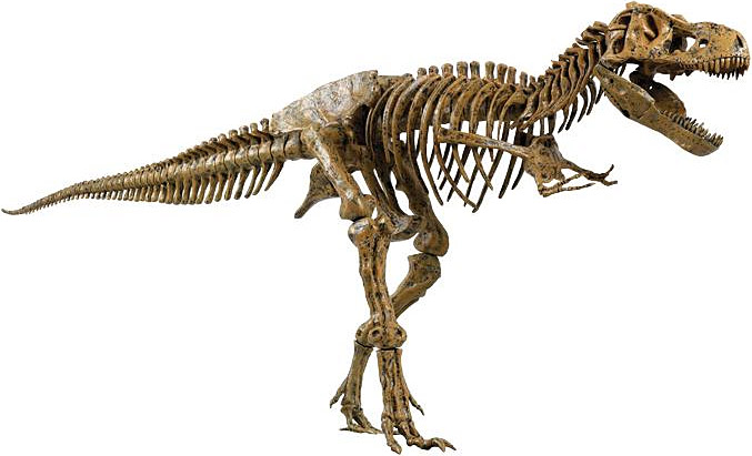 complete trex skeleton
